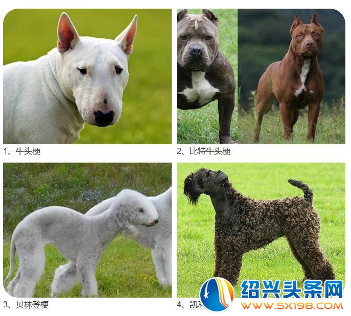 宁波公安发布28种烈性犬禁止饲养 中华田园犬也在其中