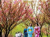 绍兴宛委山樱花林周末开放，预计每天要挤进上万游客