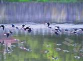 浦阳江城区段发现一群特殊的鸟江上掠影，如水上芭蕾
