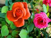 图说园区|金德隆玫瑰花园，许你一片浪漫花海