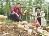 竹林里种植的黑鸡枞菌菇开始供应市场